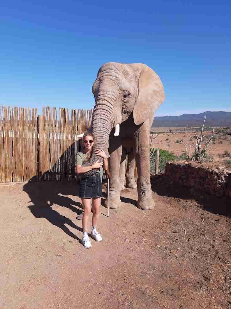 Een olifant knuffelen in Zuid-Afrika Jonge vrouw met zonnebril staat voor een olifant en houdt zijn slurf vast